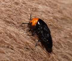Creophilus erythrocephalus