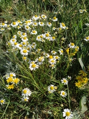 Matricaria