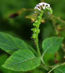Heliotropium indicum