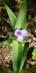 Tradescantia ernestiana