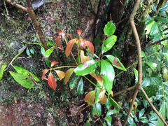 Beilschmiedia erythrophloia