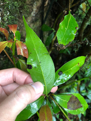 Beilschmiedia erythrophloia