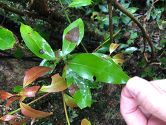 Beilschmiedia erythrophloia