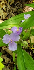 Tradescantia ernestiana