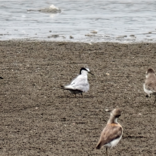 Little Tern