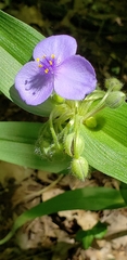 Tradescantia ernestiana
