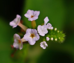 Heliotropium indicum