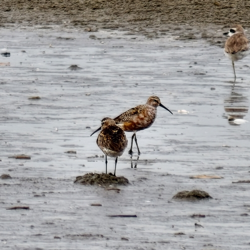 Curlew Sandpiper