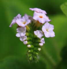 Heliotropium indicum