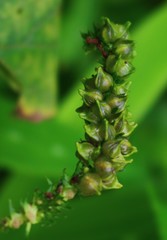 Heliotropium indicum