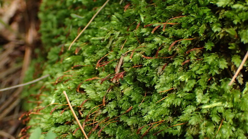 Aulacomnium heterostichum observed 2026-07-24