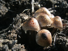Leucoagaricus meleagris