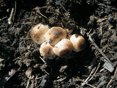 Leucoagaricus meleagris