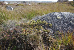 Juniperus communis saxatilis