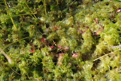Drosera