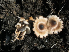 Leucoagaricus meleagris