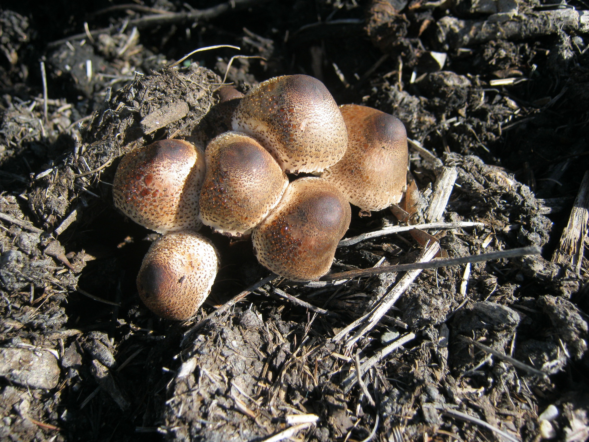 Leucoagaricus meleagris image