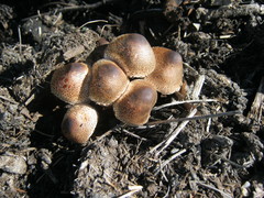 Leucoagaricus meleagris