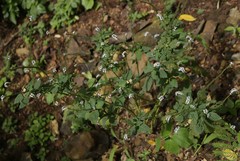 Heliotropium indicum