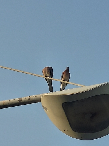 Laughing Dove