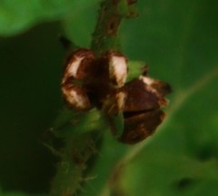 Heliotropium indicum