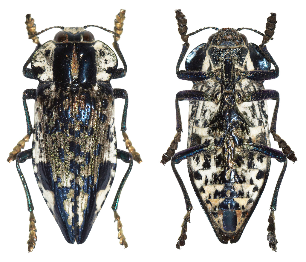Polybothris lelieurii