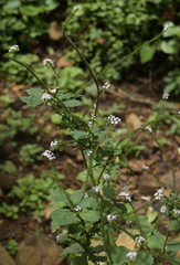 Heliotropium indicum