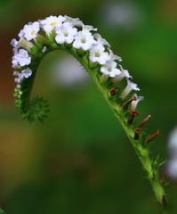 Heliotropium indicum
