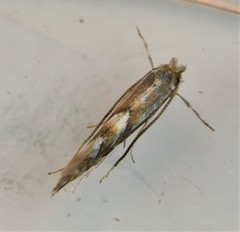 Phyllonorycter