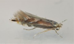 Phyllonorycter