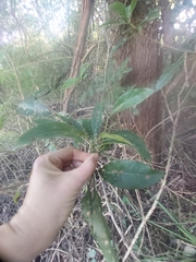 Pittosporum undulatum