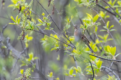 Emberiza leucocephalos