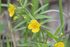 Ranunculus monophyllus