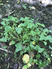 Ficaria verna