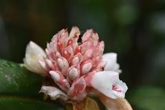 Alpinia sessiliflora