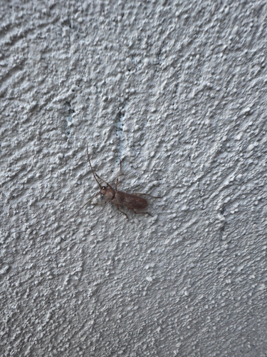 Stromatium auratum