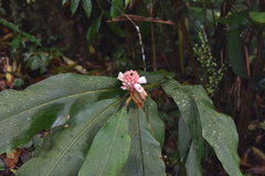 Alpinia sessiliflora