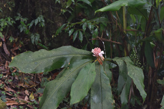 Alpinia sessiliflora