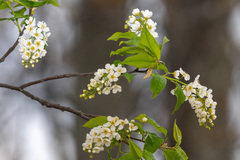 Prunus padus