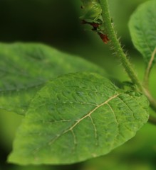 Heliotropium indicum