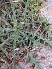 Cirsium vulgare