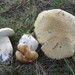 Boletus chippewaensis - Photo (c) Erlon Bailey, some rights reserved (CC BY-SA)