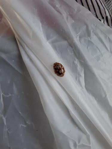 18-spot Ladybird