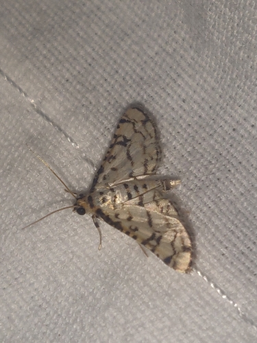 Hileithia rehamalis photo 5