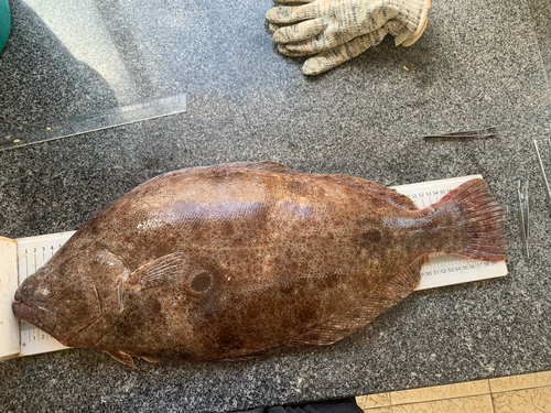 Patagonische bot (Paralichthys patagonicus) — Paralichthyidae — 2