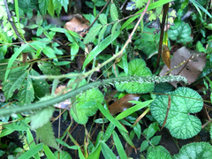 Diplazium kawakamii