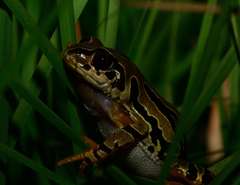 Semnodactylus wealii