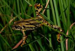 Semnodactylus wealii