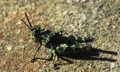 Cirphula pyrrhocnemis