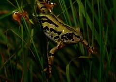 Semnodactylus wealii